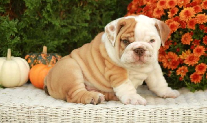 english bulldog puppies ready for x-mass right now